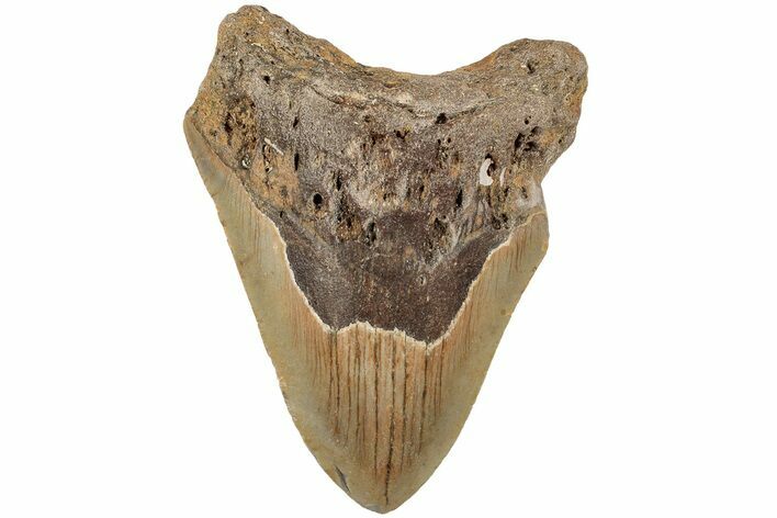 Fossil Megalodon Tooth - North Carolina #202277